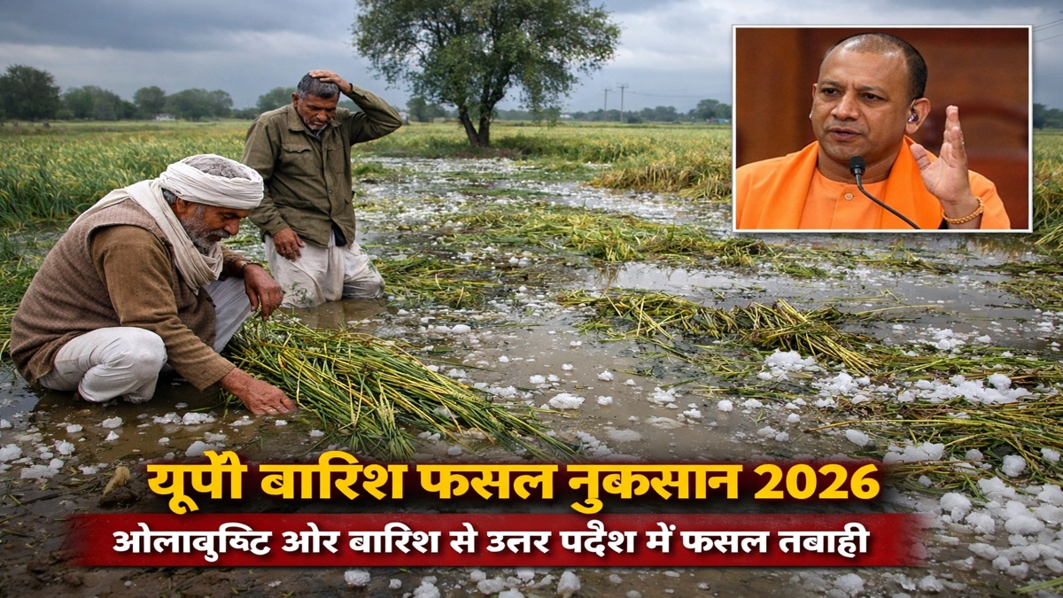 यूपी में बेमौसम बारिश से गेहूं की फसल बर्बाद