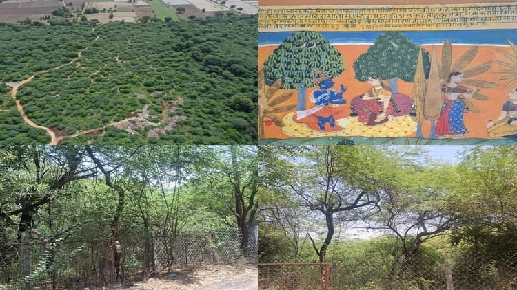 तस्वीरें: पुराणों में वर्णित ब्रज के 36 वन होंगे साकार, छह जगह काम हुआ शुरू; कदंब-तमाल की बिखरेगी महक